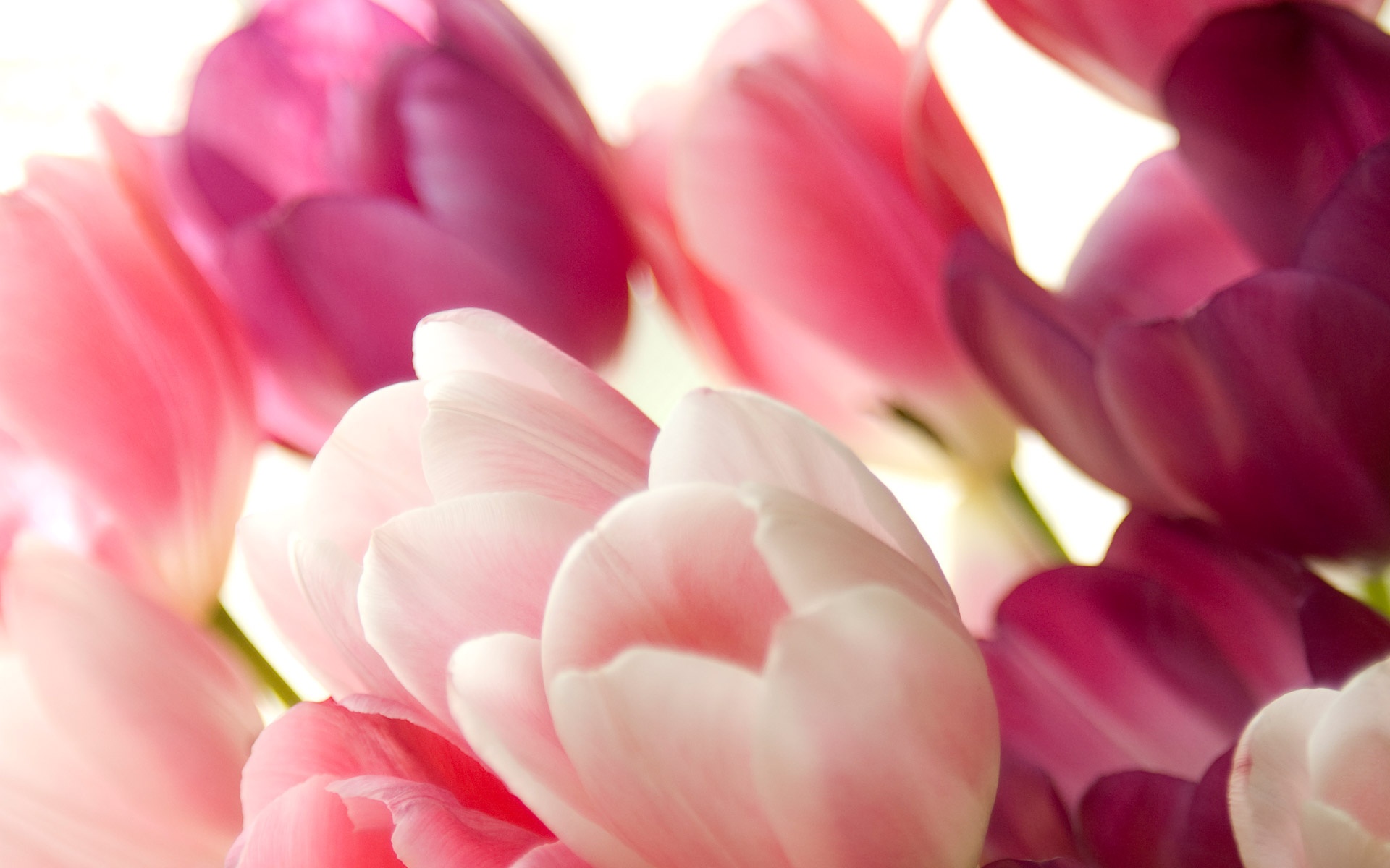 Pink Tulips Wallpapers