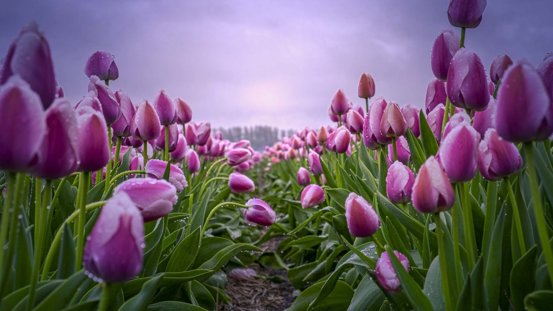 Pink Tulips Wallpapers