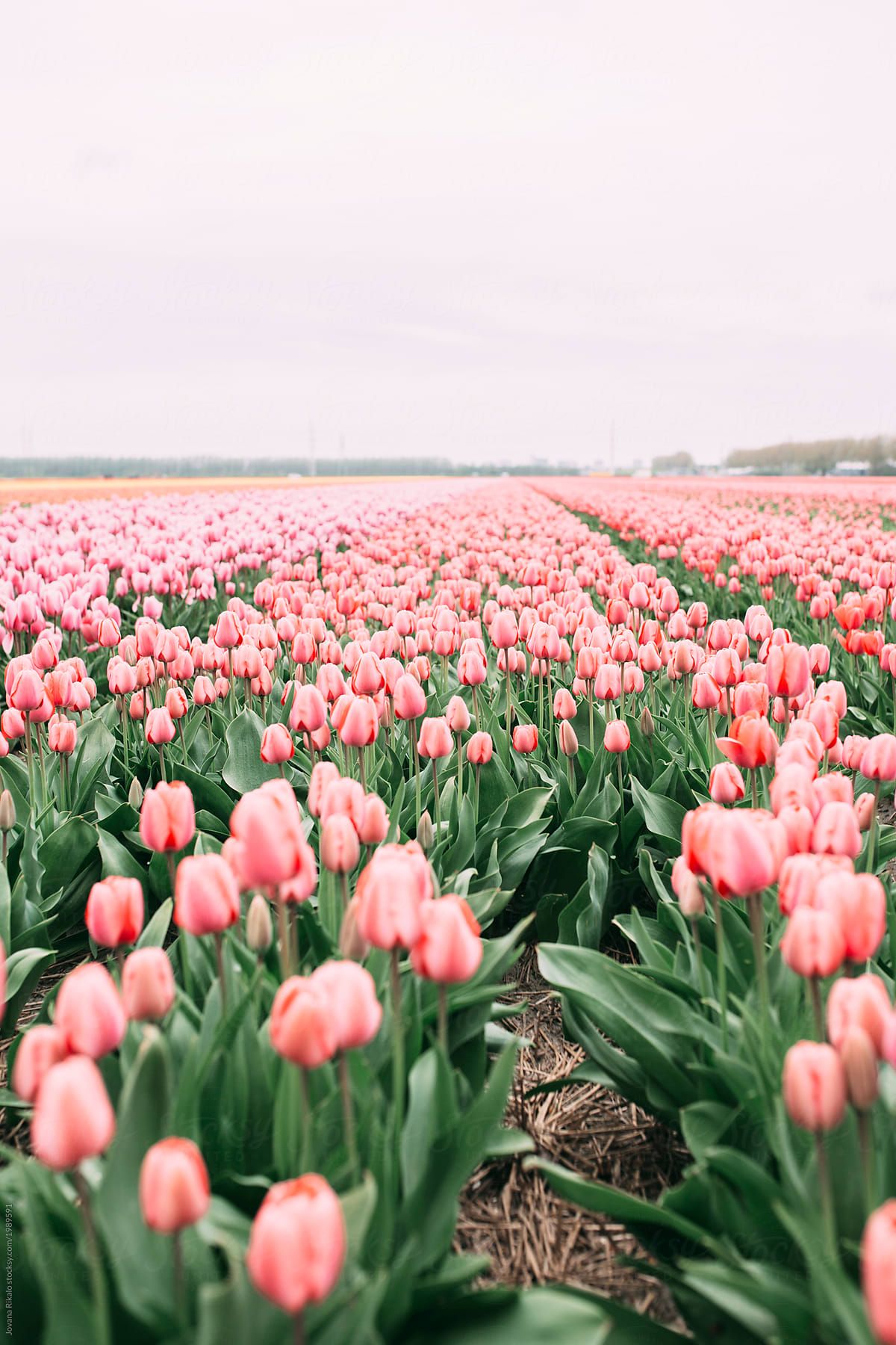 Pink Tulips Wallpapers