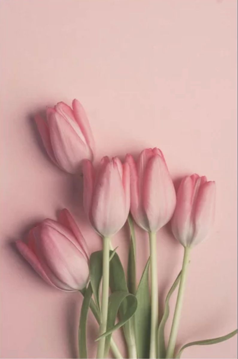 Pink Tulips Wallpapers