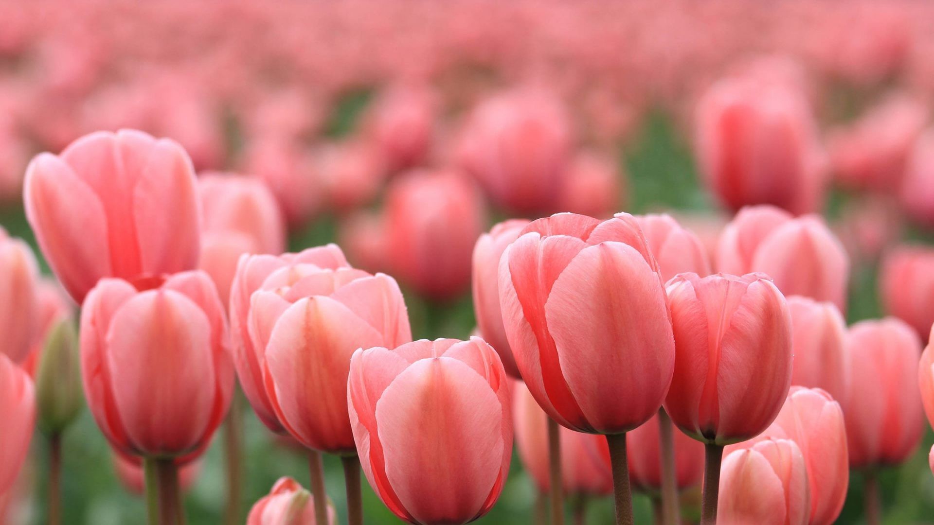 Pink Tulips Wallpapers