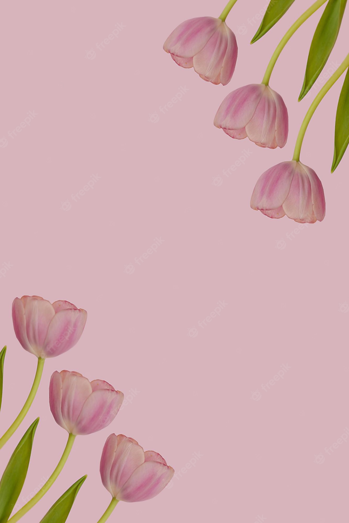 Pink Tulips Wallpapers