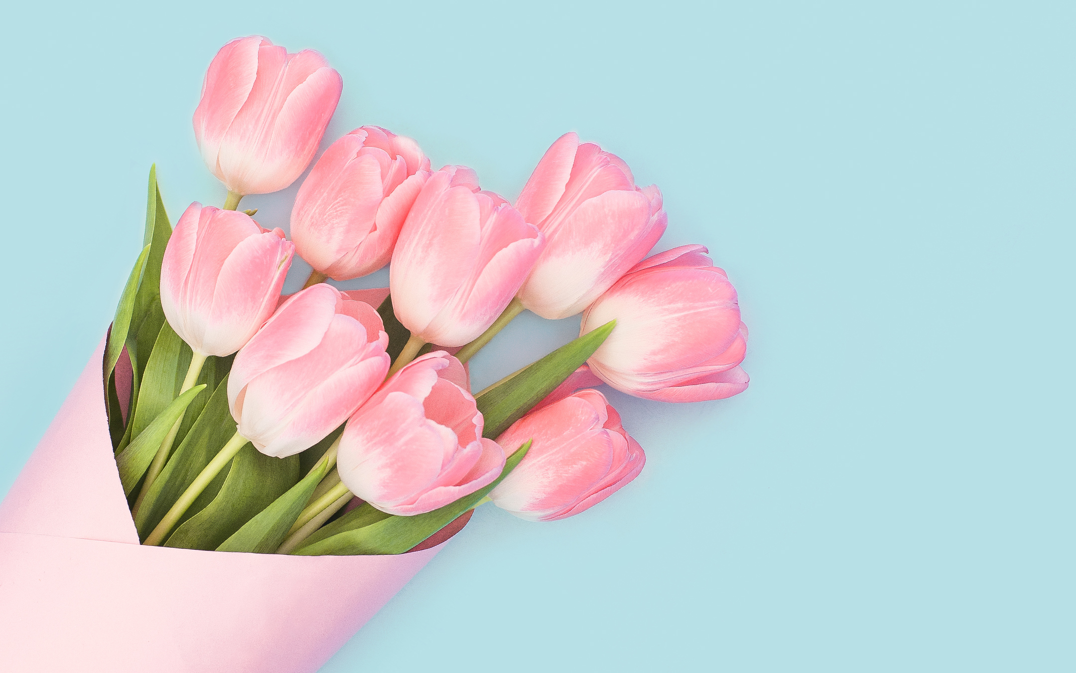 Pink Tulips Wallpapers