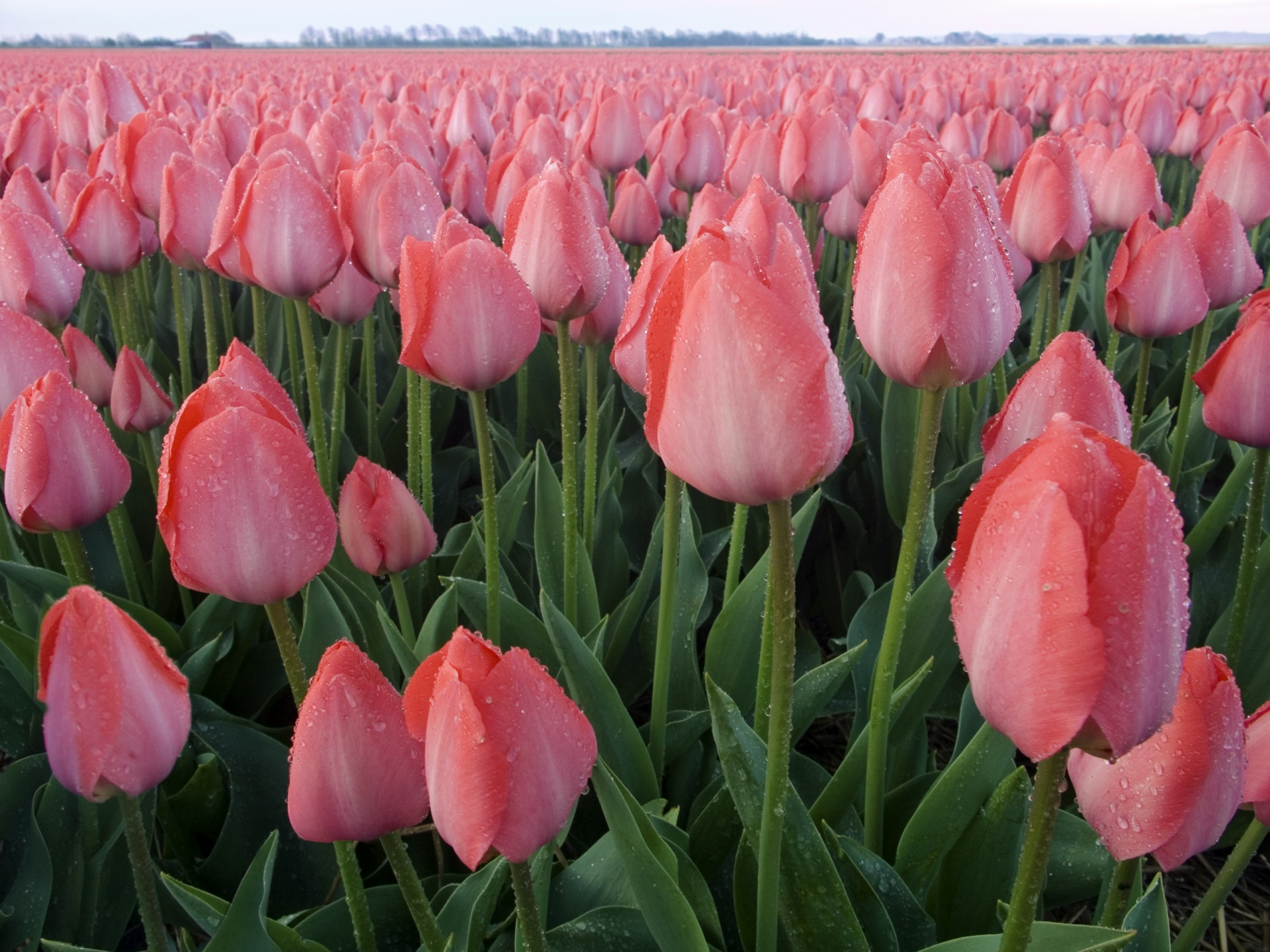 Pink Tulips Wallpapers