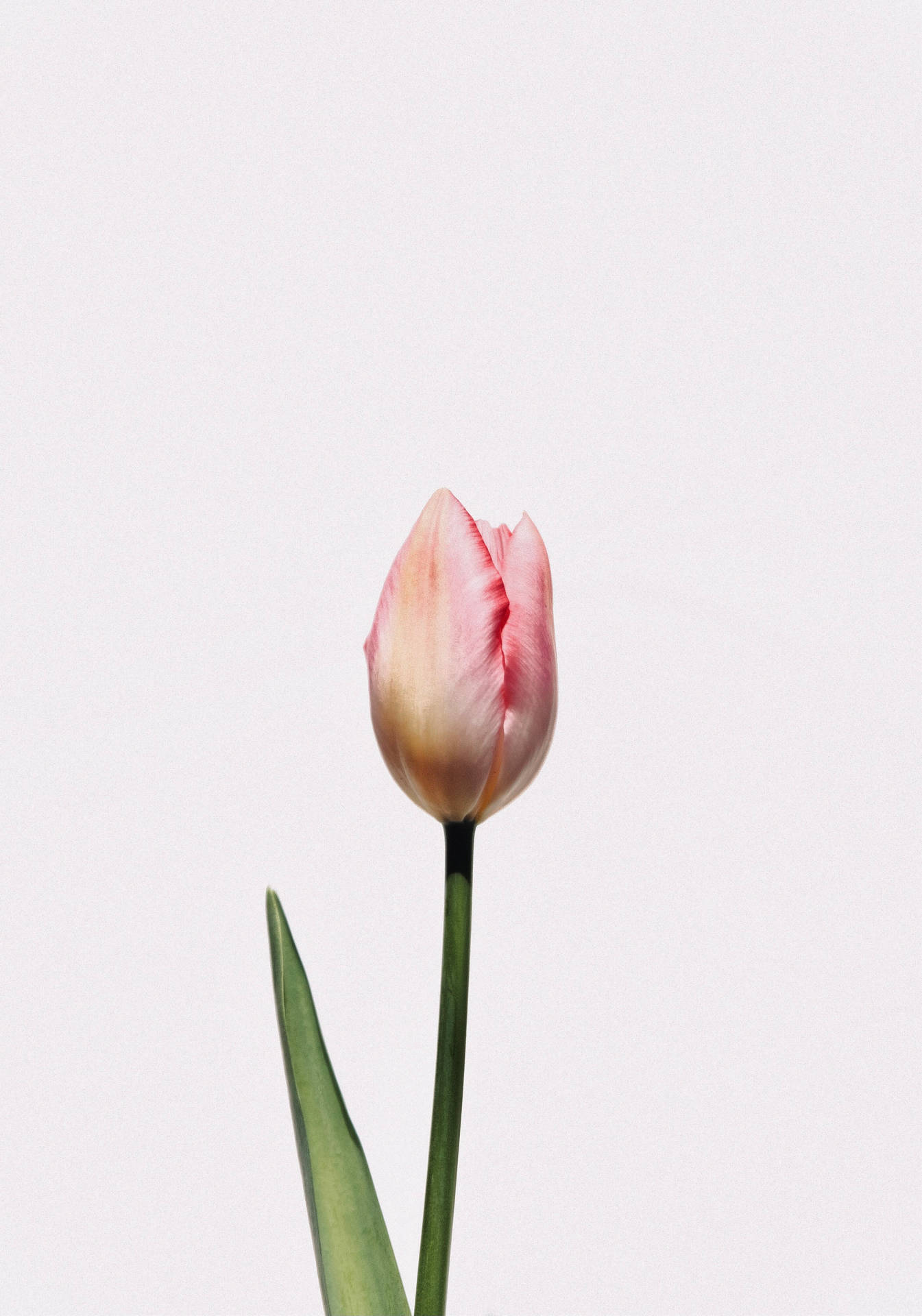 Pink Tulips Wallpapers