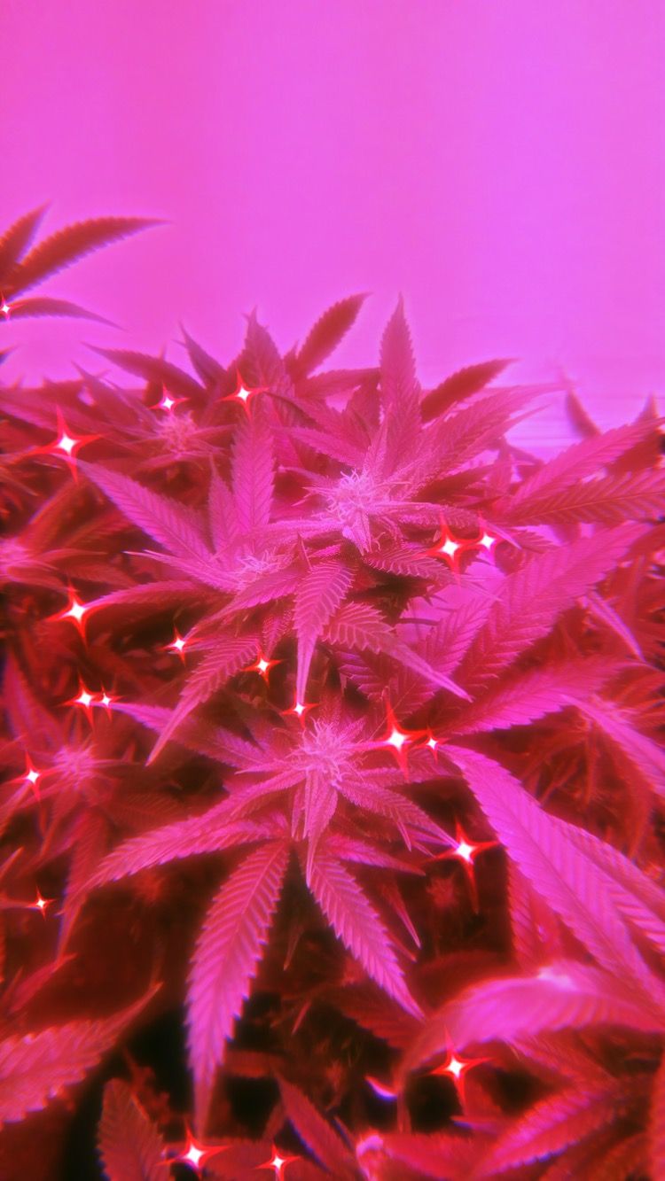 Pink Weed Aesthetic Wallpapers