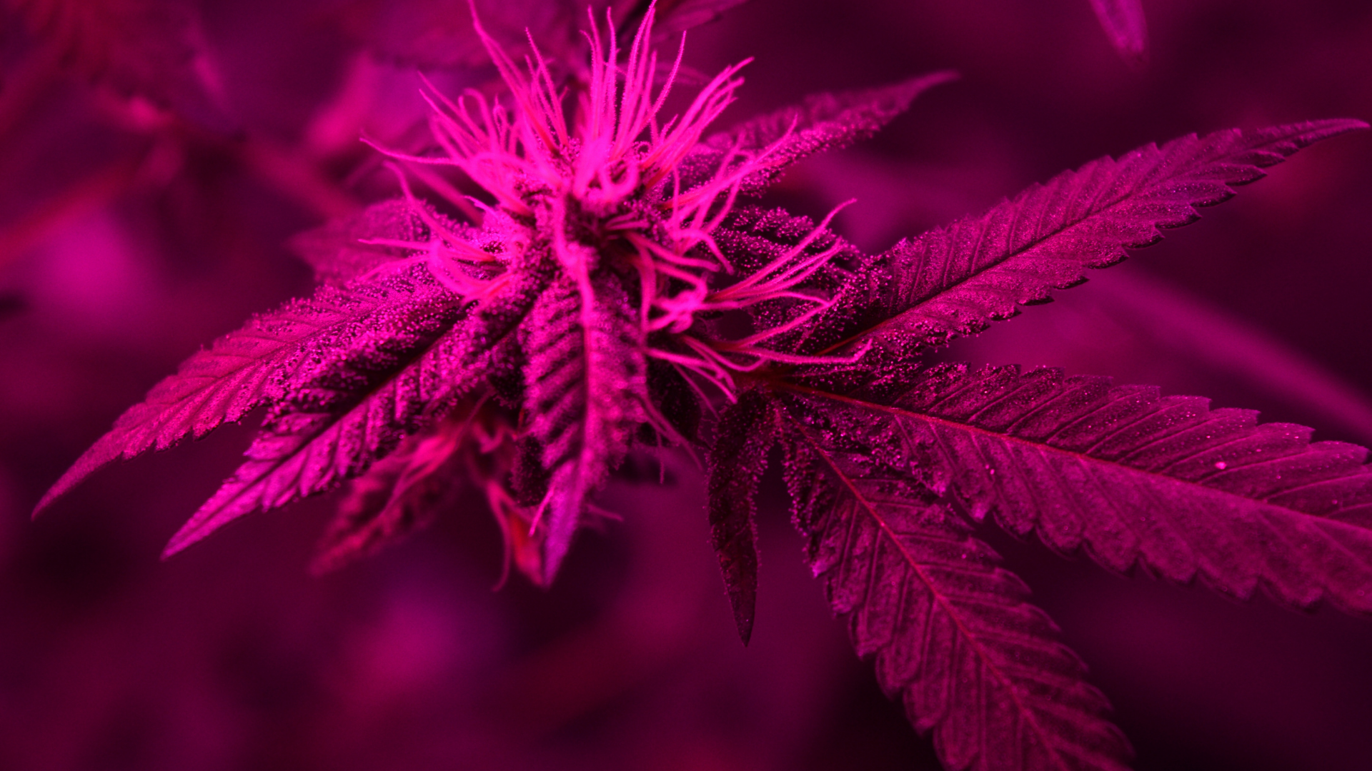 Pink Weed Aesthetic Wallpapers