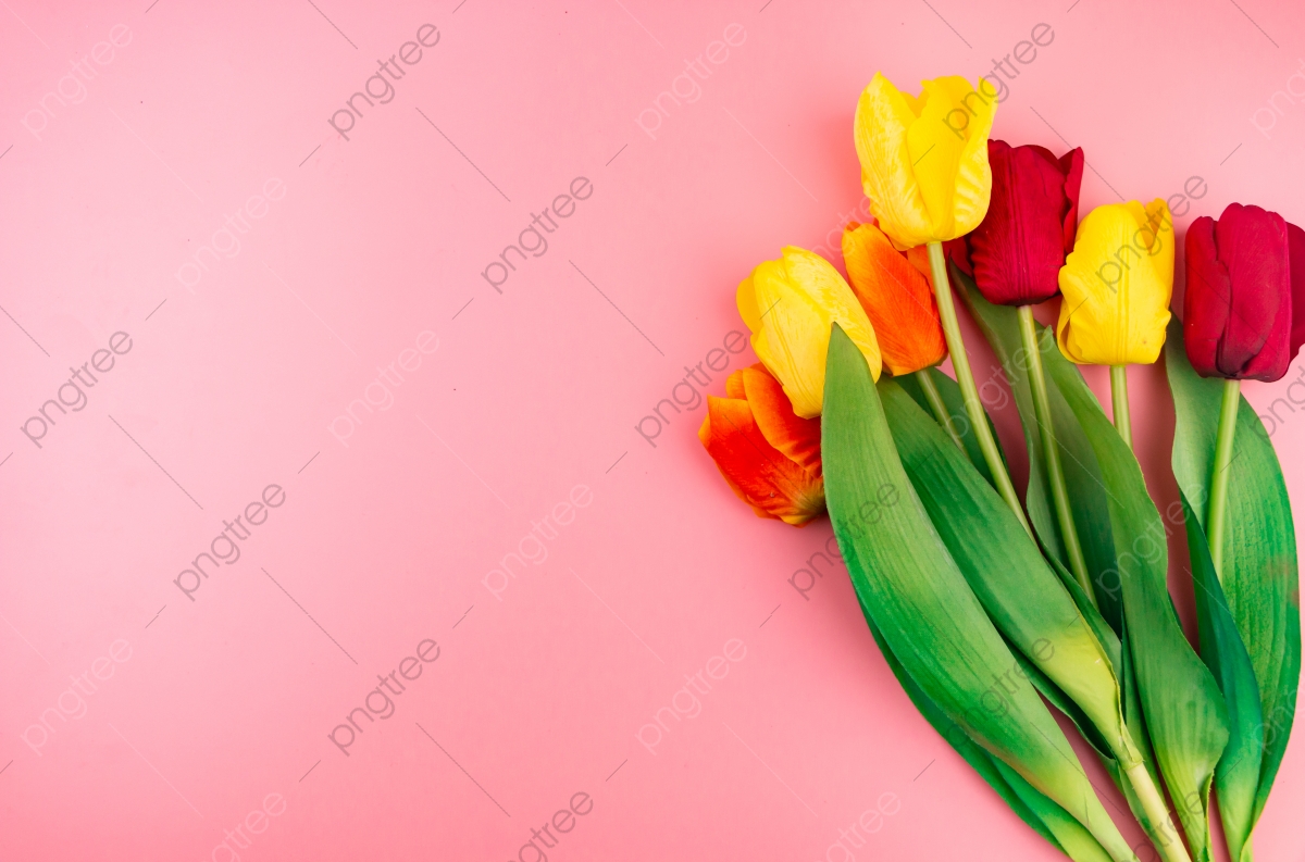 Pink Yellow Flower Wallpapers