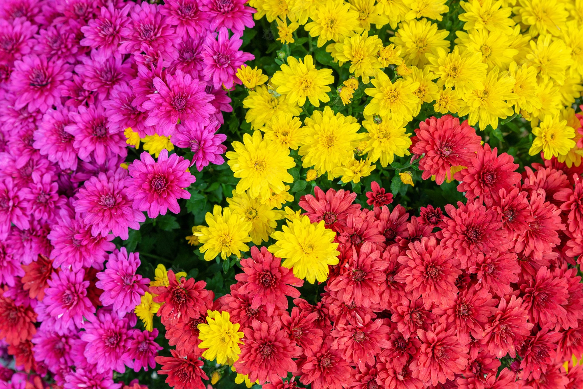 Pink Yellow Flower Wallpapers