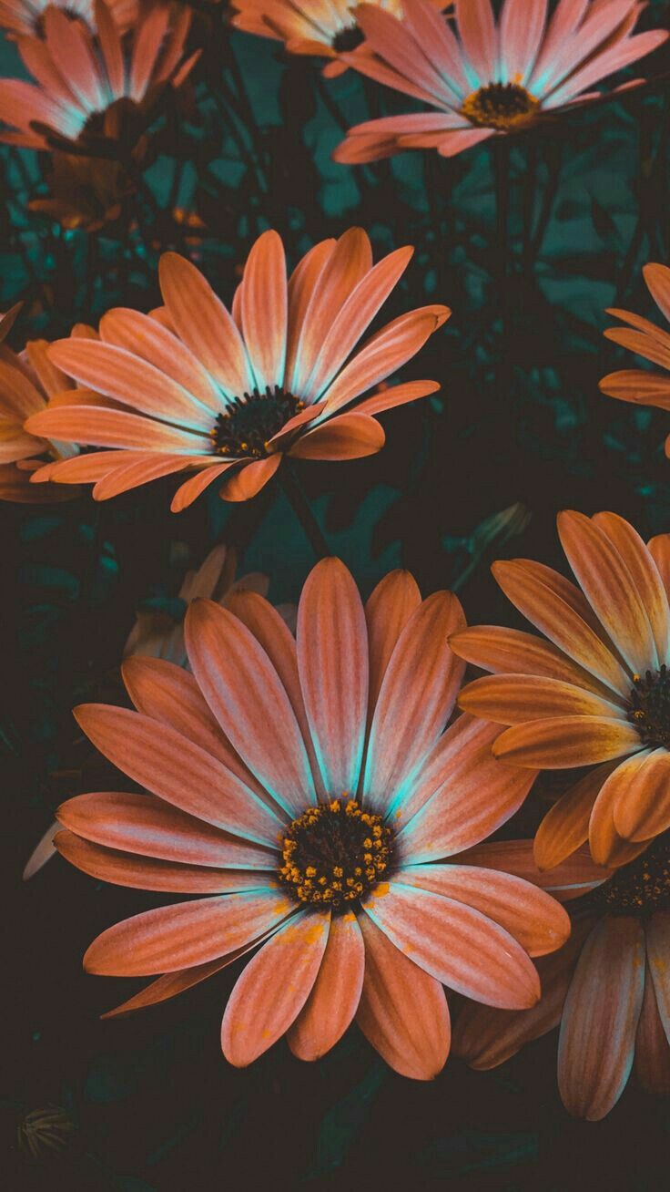 Pinterest Flower Wallpapers