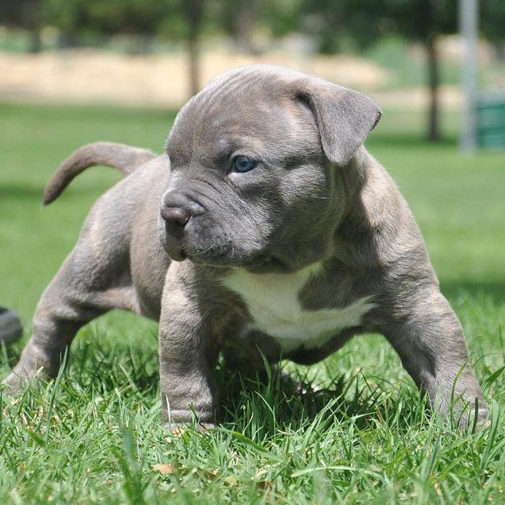 Pit Bull Puppy Wallpapers