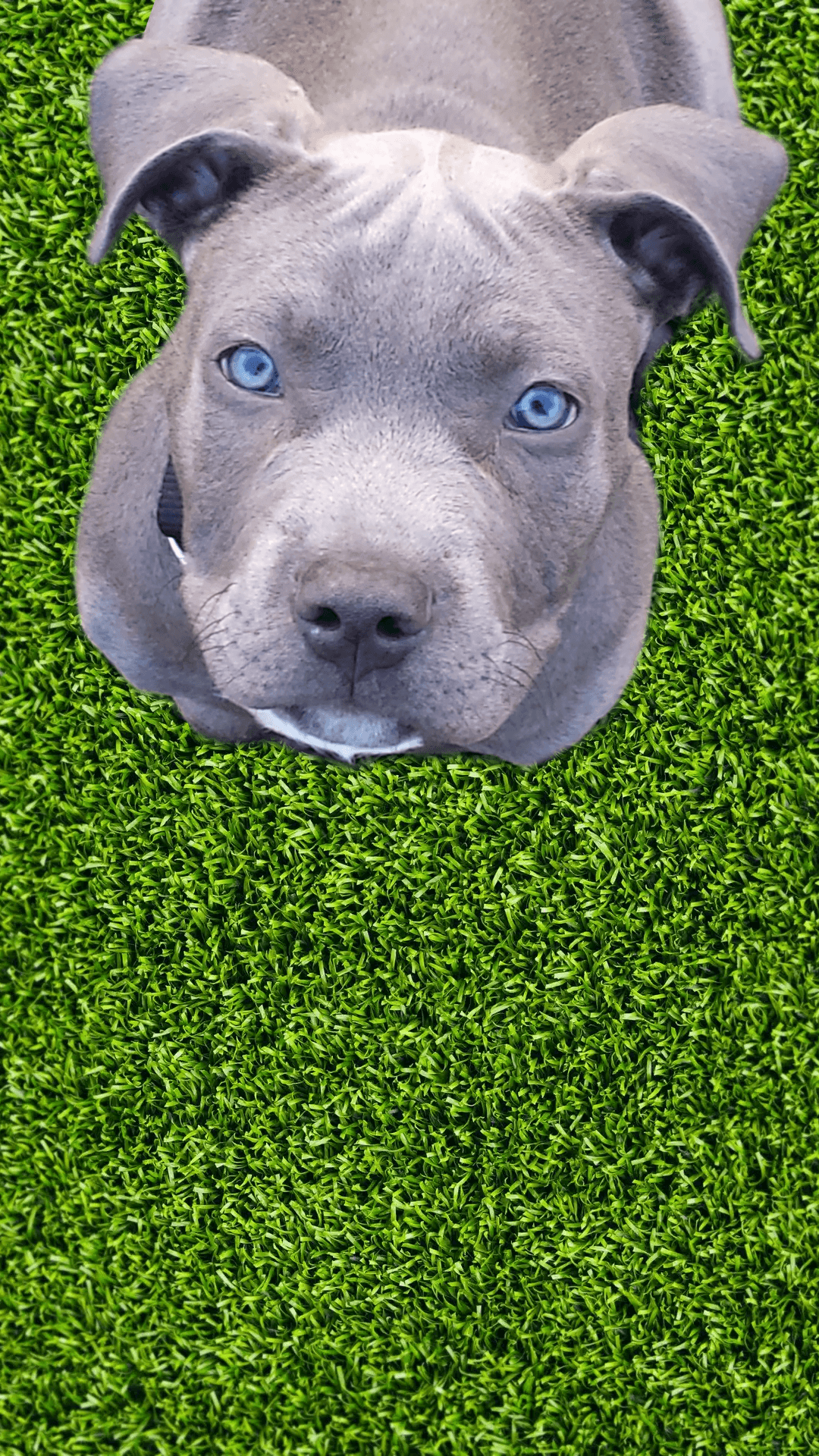 Pit Bull Puppy Wallpapers