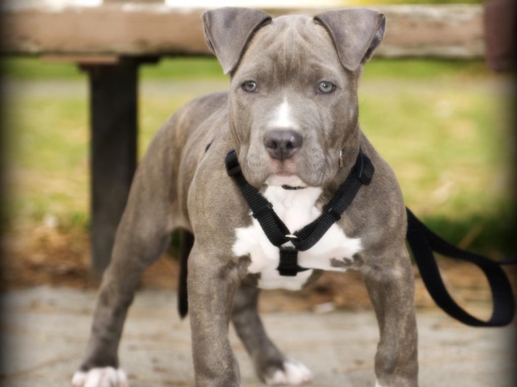 Pit Bull Puppy Wallpapers