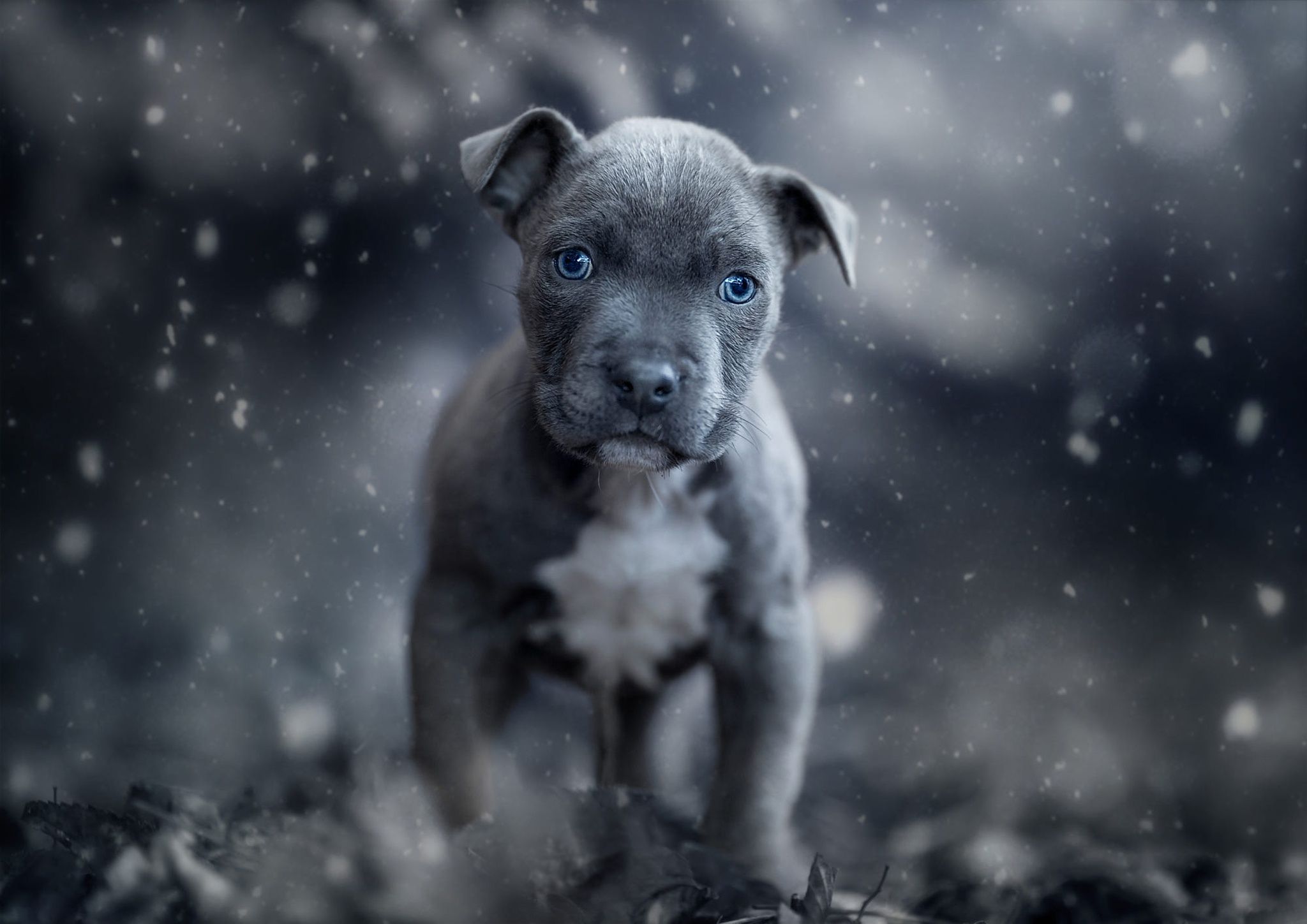 Pit Bull Puppy Wallpapers