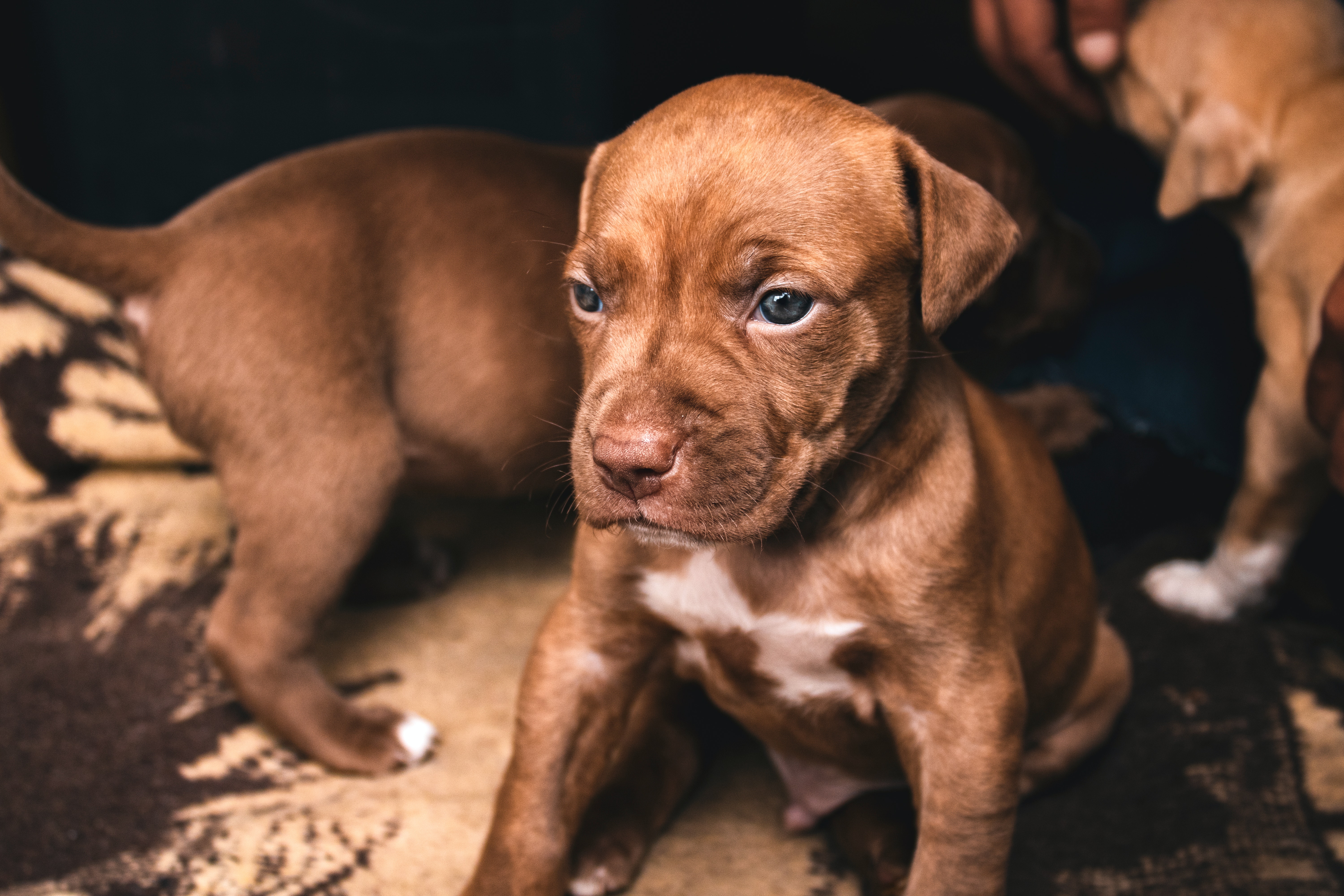 Pit Bull Puppy Wallpapers