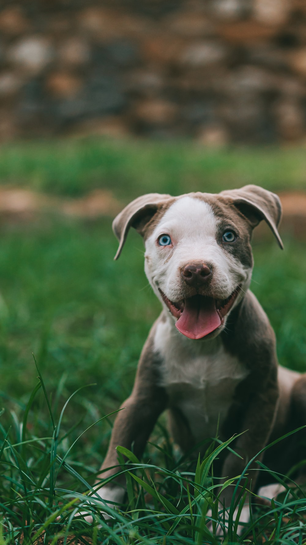 Pit Bull Puppy Wallpapers