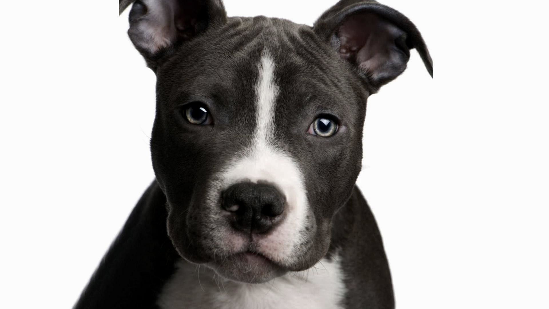 Pit Bull Puppy Wallpapers