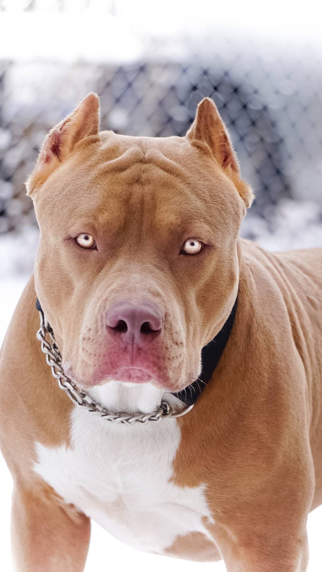 Pit Bull Wallpapers