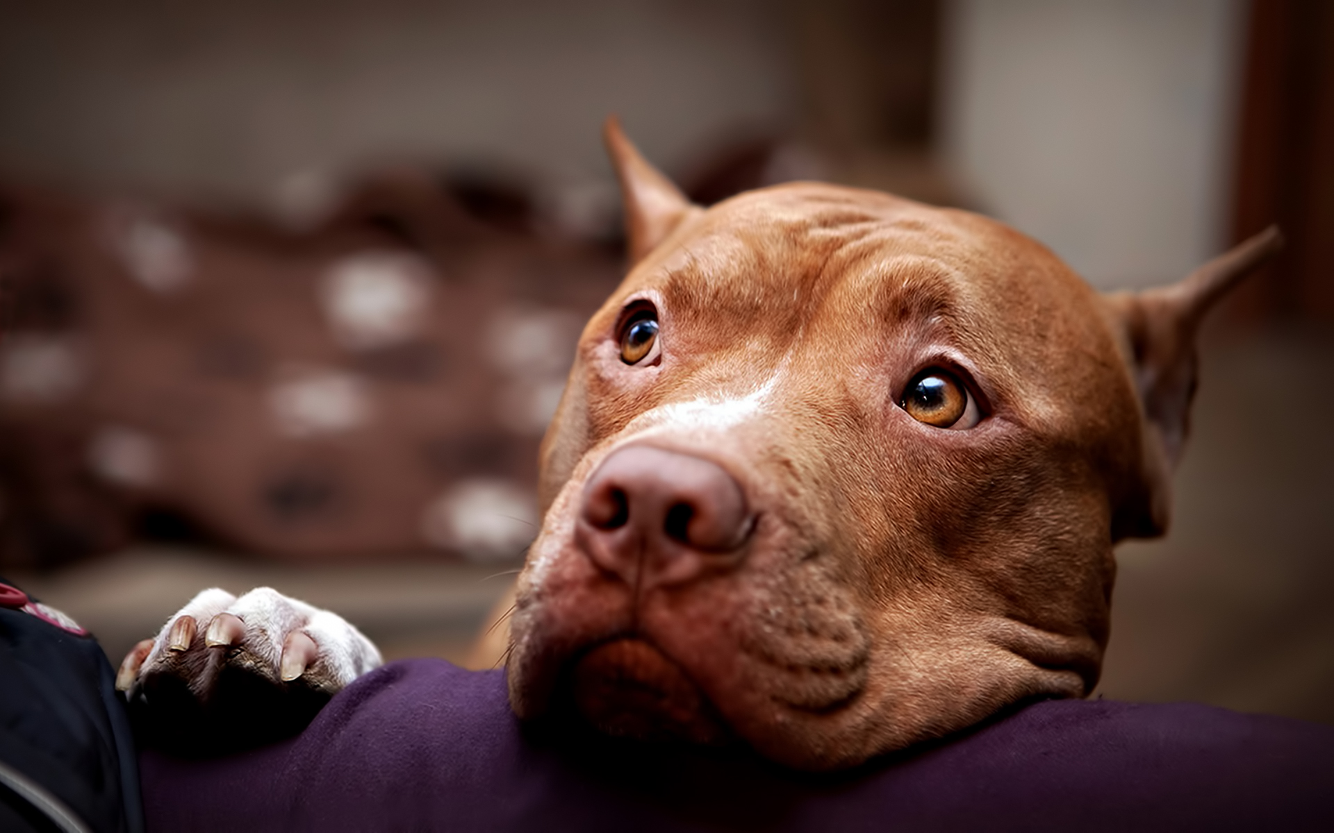 Pit Bull Wallpapers