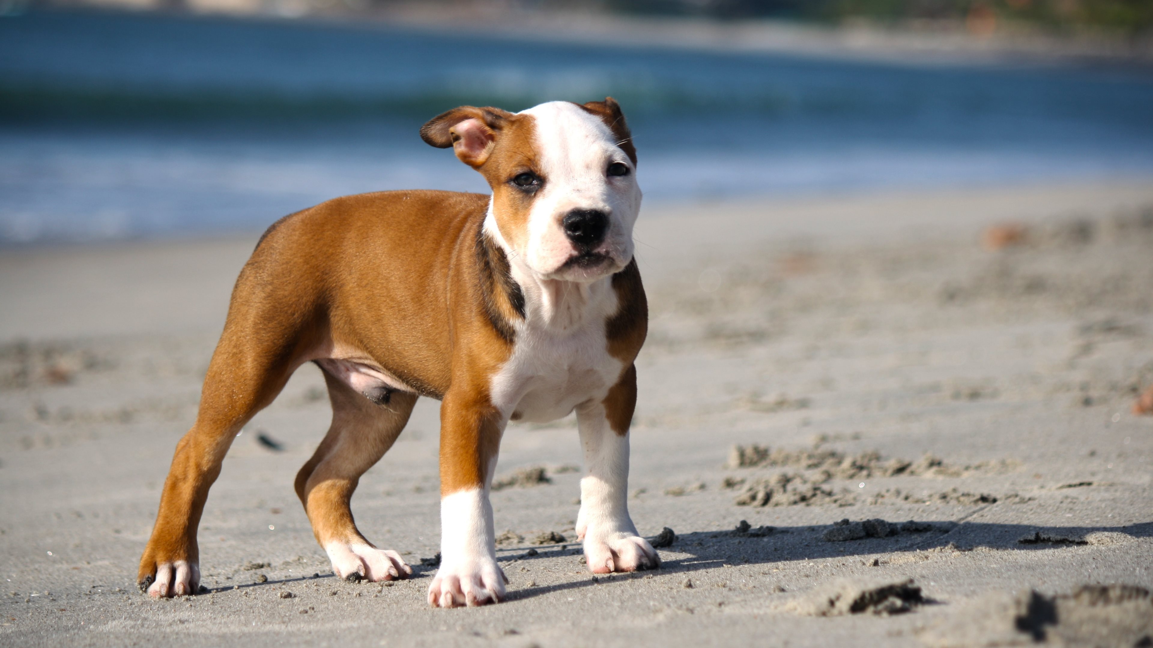 Pit Bull Wallpapers