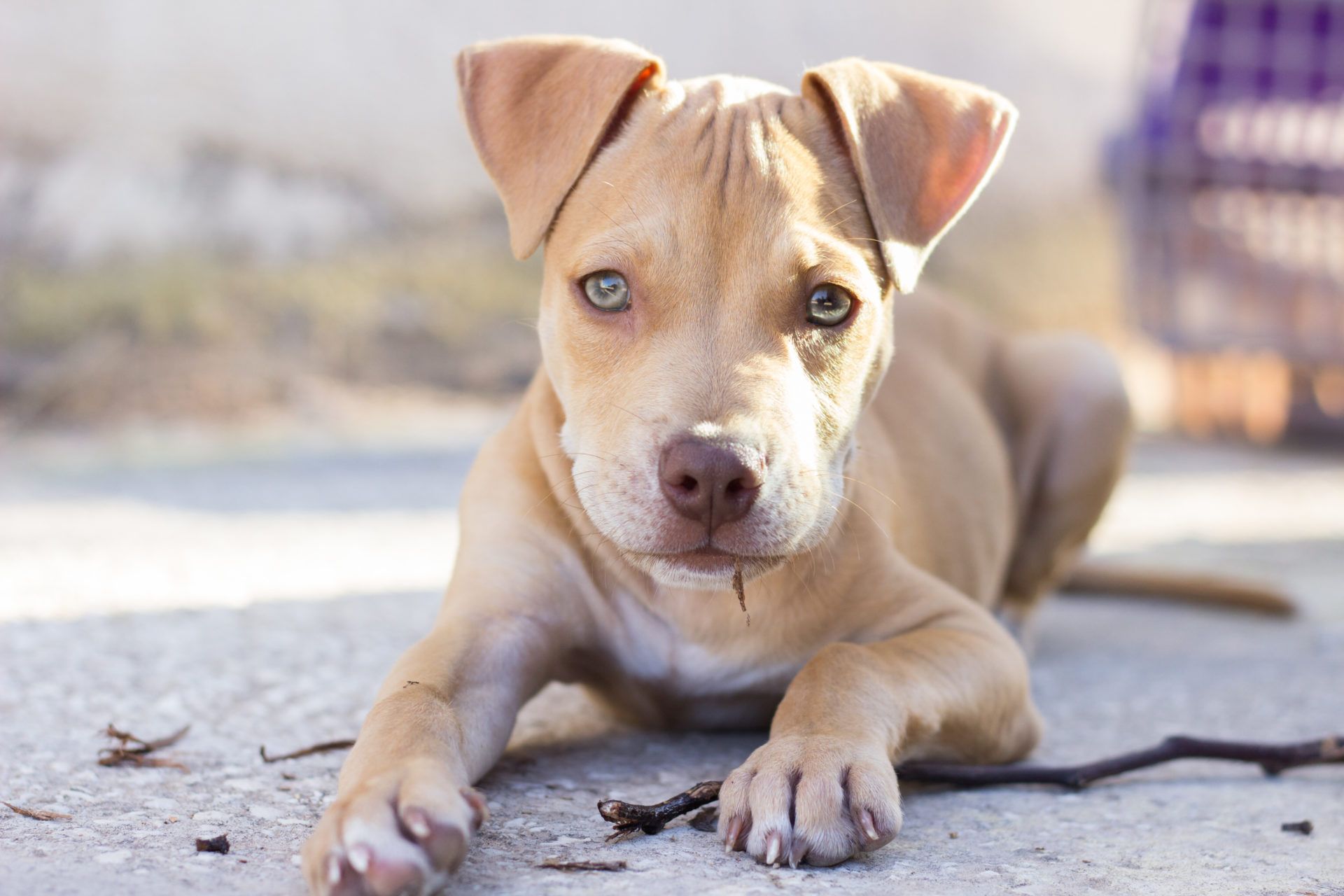 Pit Bull Wallpapers