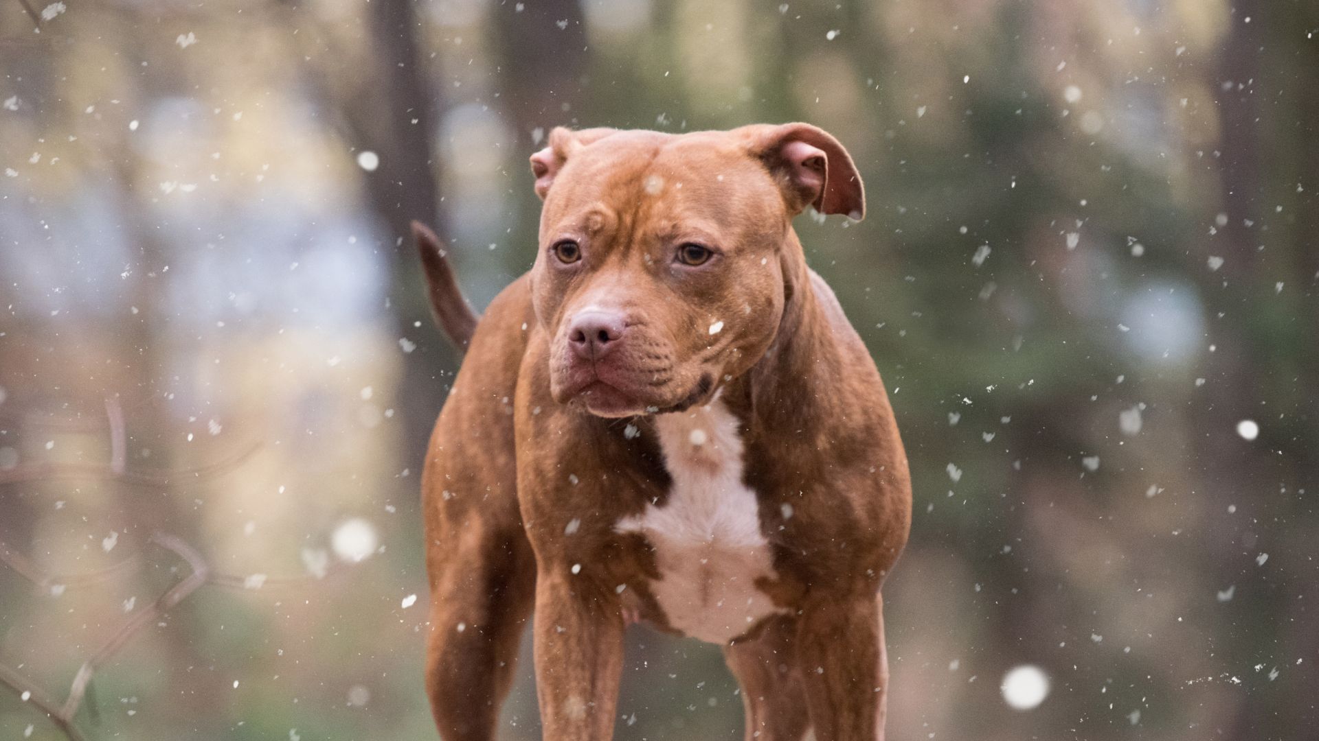 Pit Bull Wallpapers