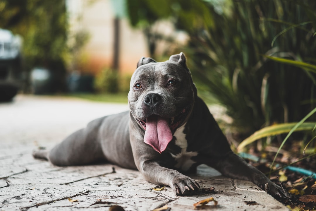 Pit Bull Wallpapers