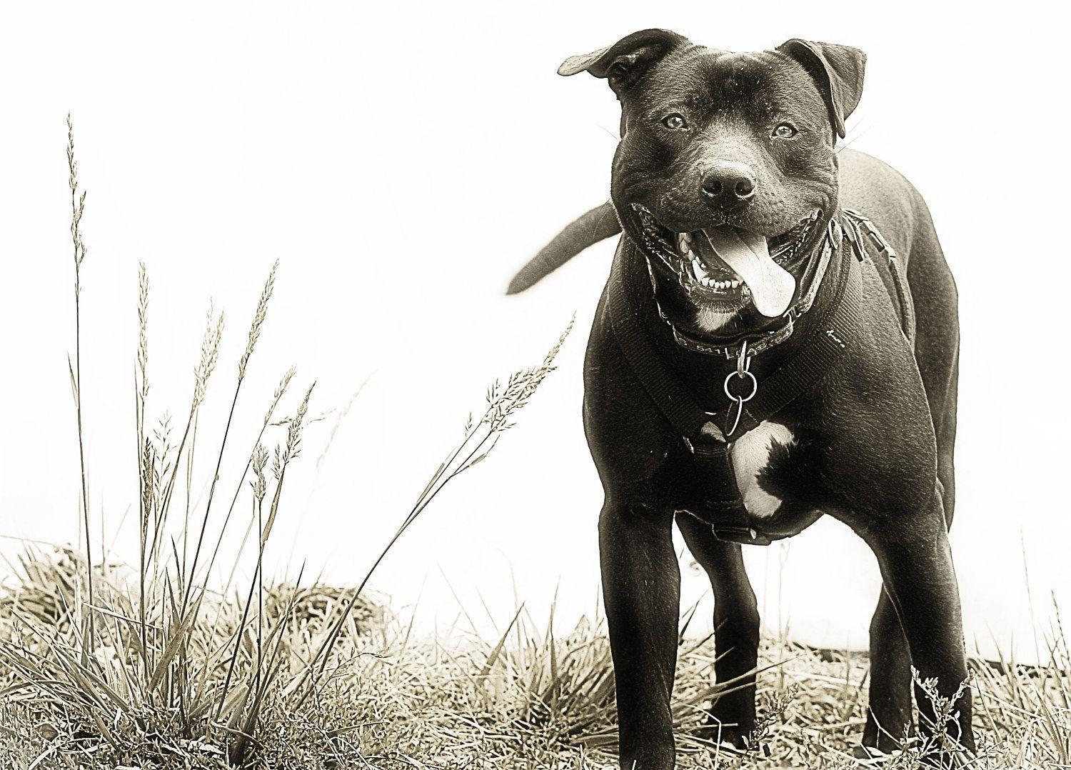 Pit Bull Wallpapers