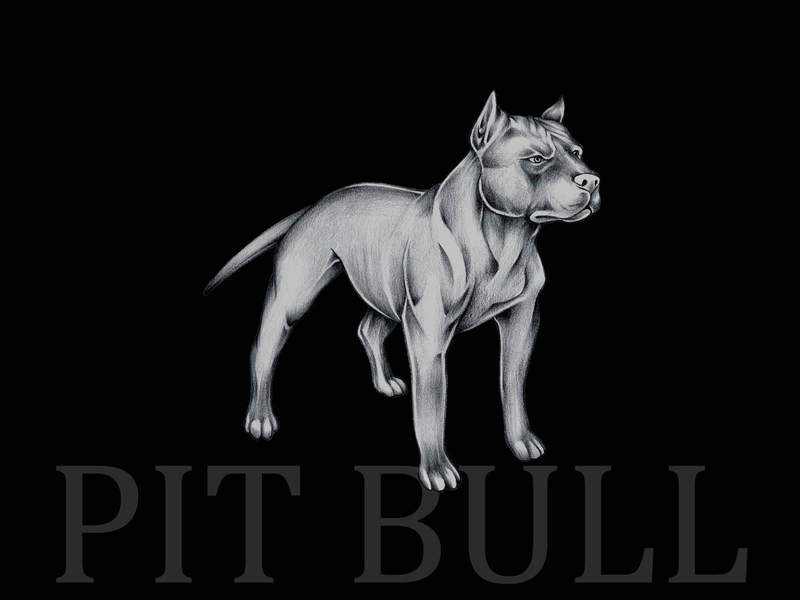 Pit Bulls Wallpapers