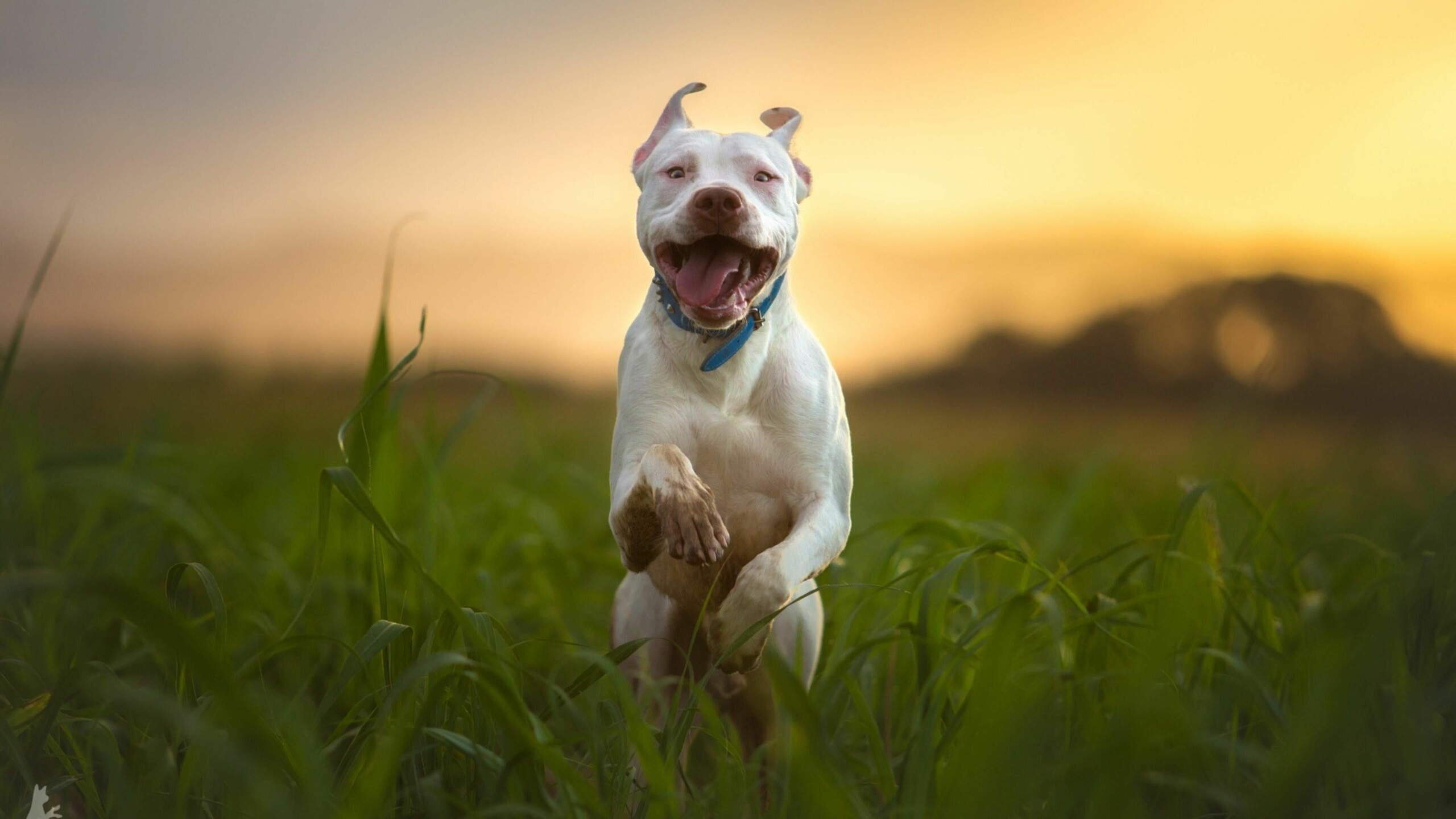 Pit Bulls Wallpapers