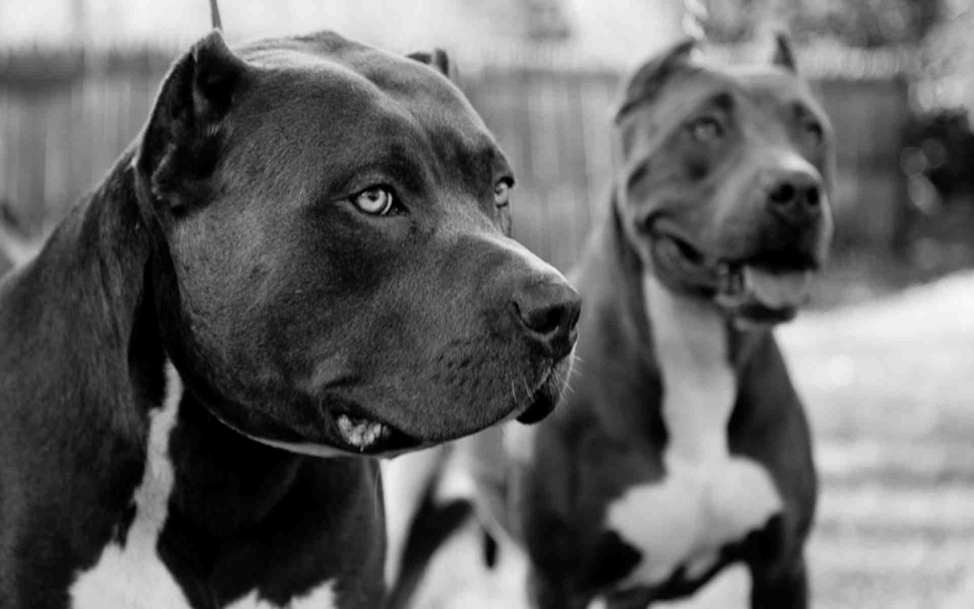 Pitbull Dogs Wallpapers