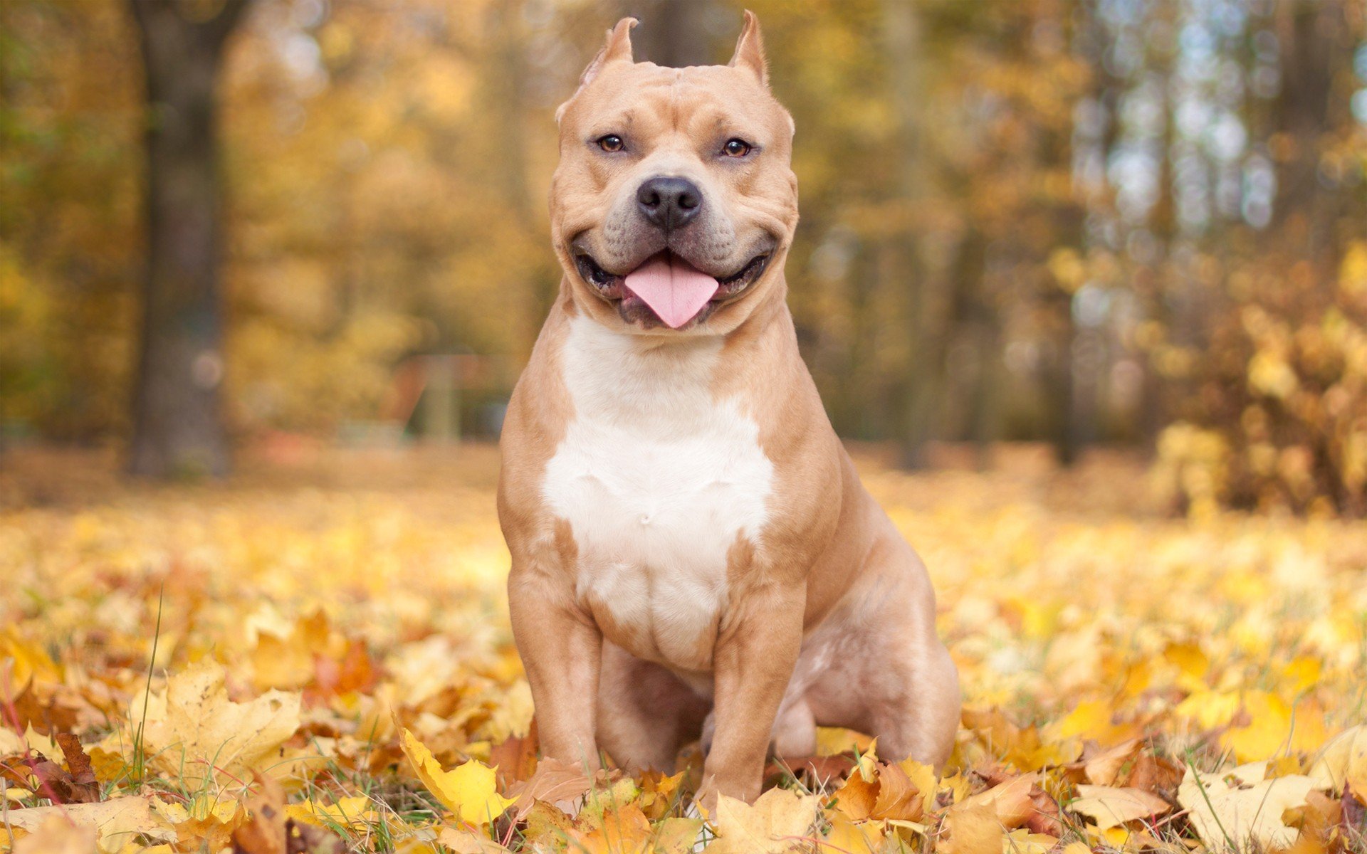 Pitbull Dogs Wallpapers