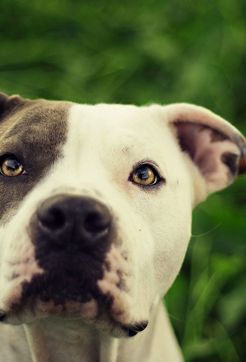 Pitbull Dogs Wallpapers
