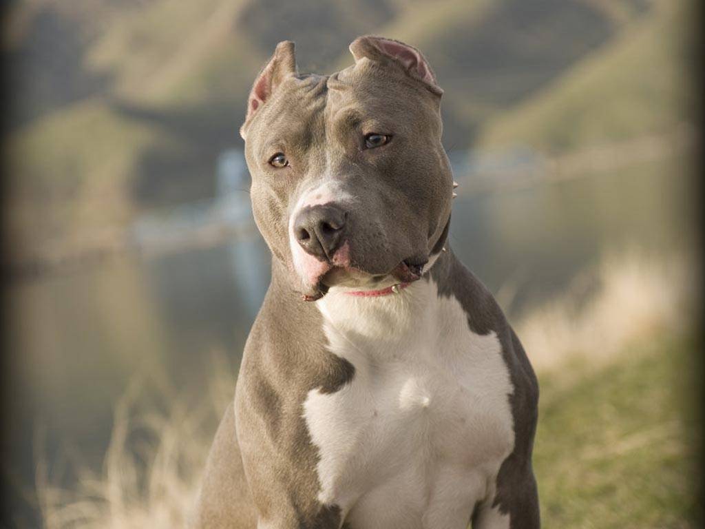 Pitbull Dogs Wallpapers