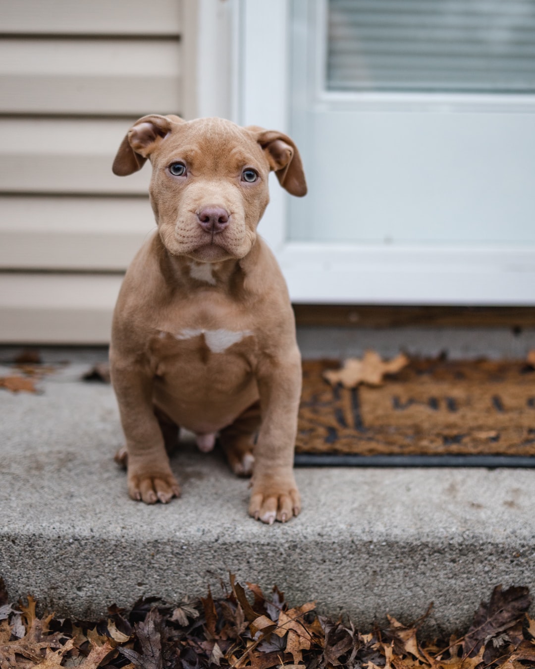 Pitbull Iphone Wallpapers