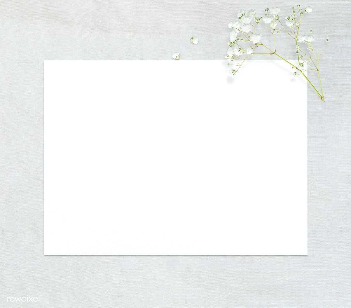 Plain White Background