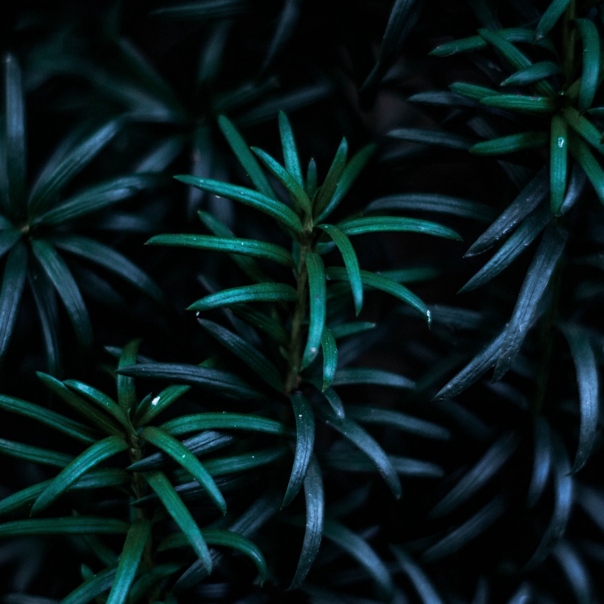 Plant 4K Wallpapers