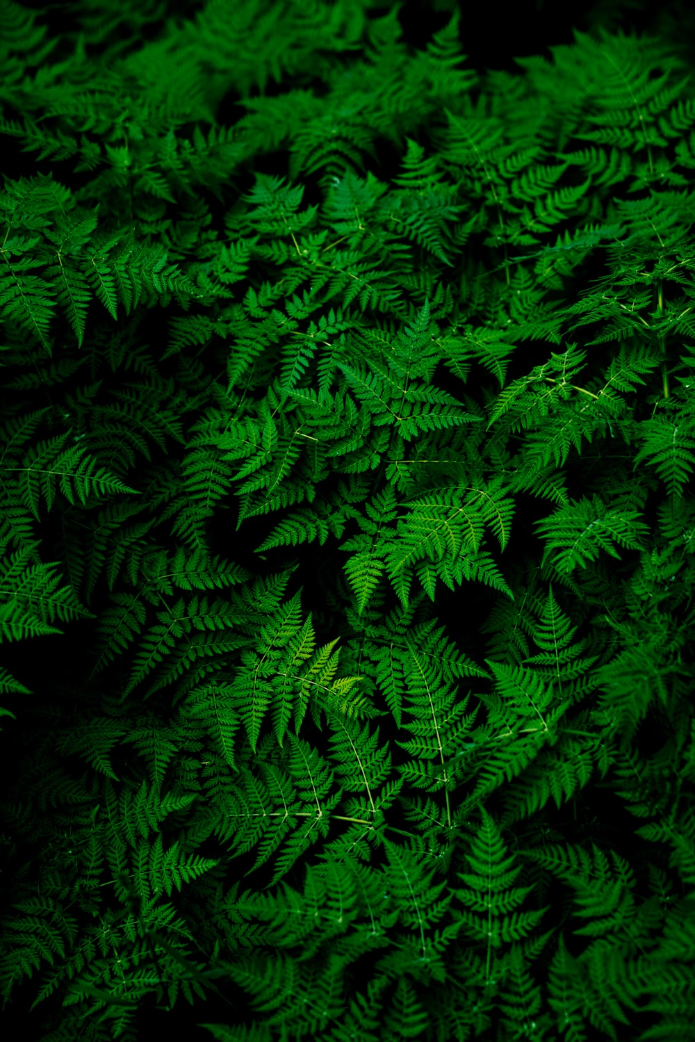 Plant Desktop Background