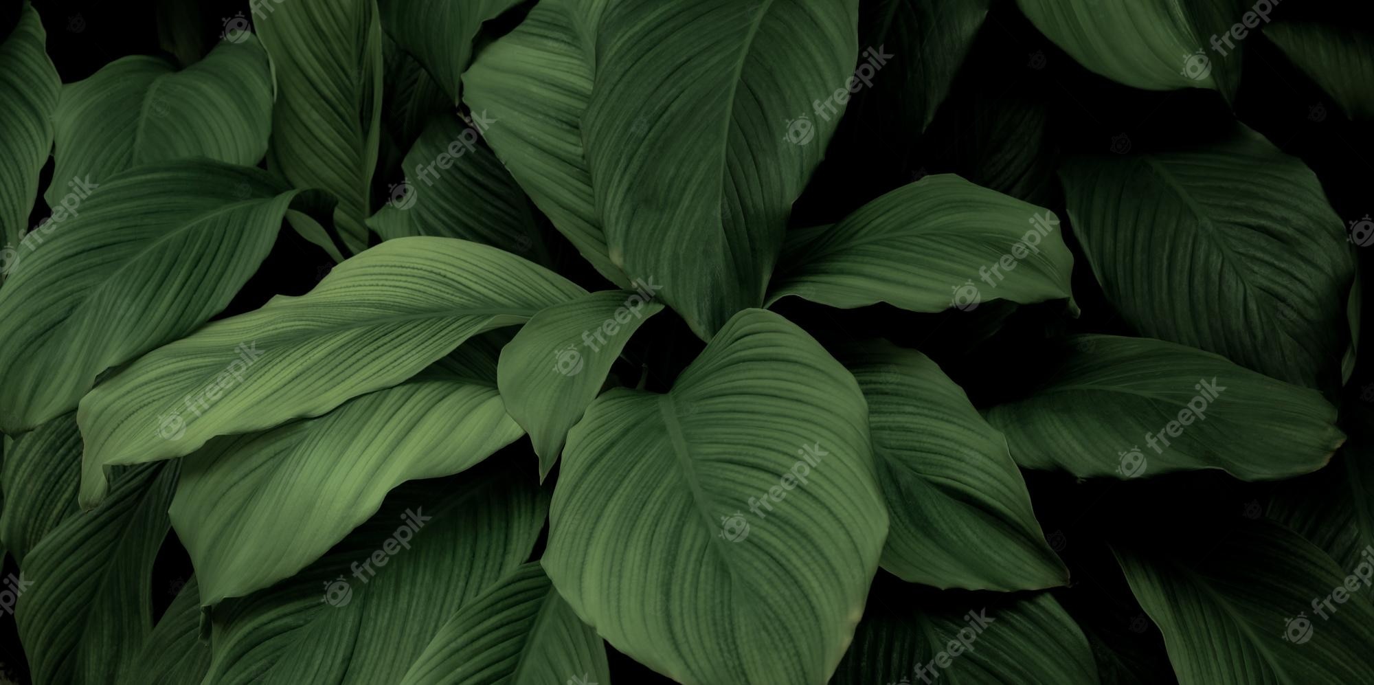 Plant Desktop Background