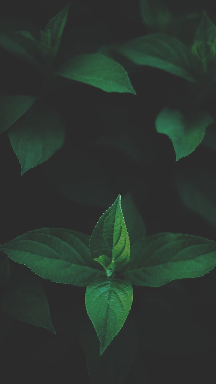 Plant Iphone Wallpapers