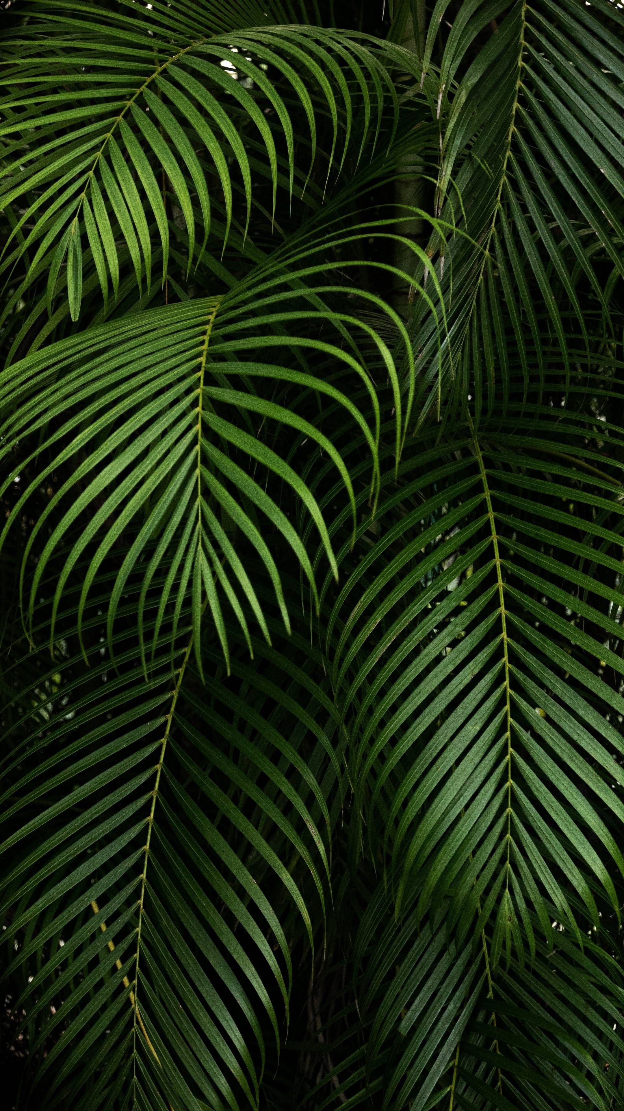 Plant Iphone Wallpapers