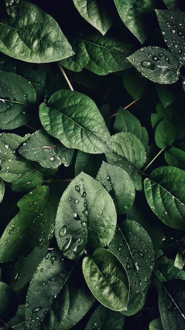 Plant Iphone Wallpapers