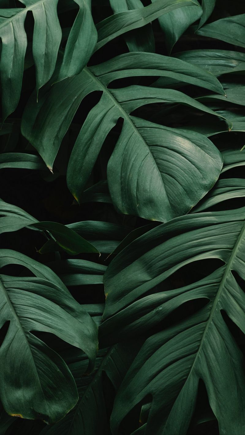 Plant Wallpapers