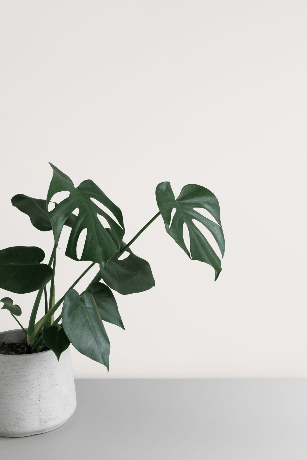 Plant Wallpapers