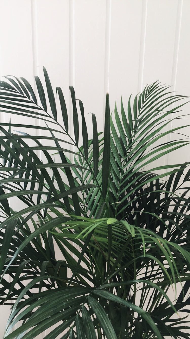 Plants Aesthetic Tumblr Wallpapers