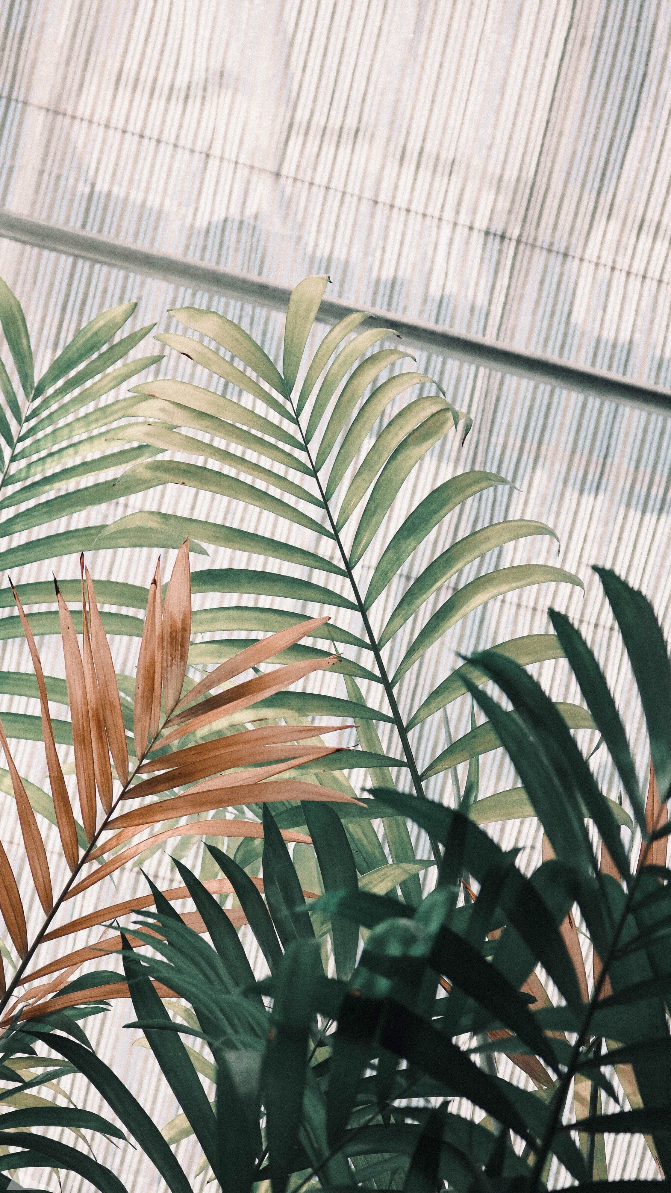 Plants Aesthetic Tumblr Wallpapers