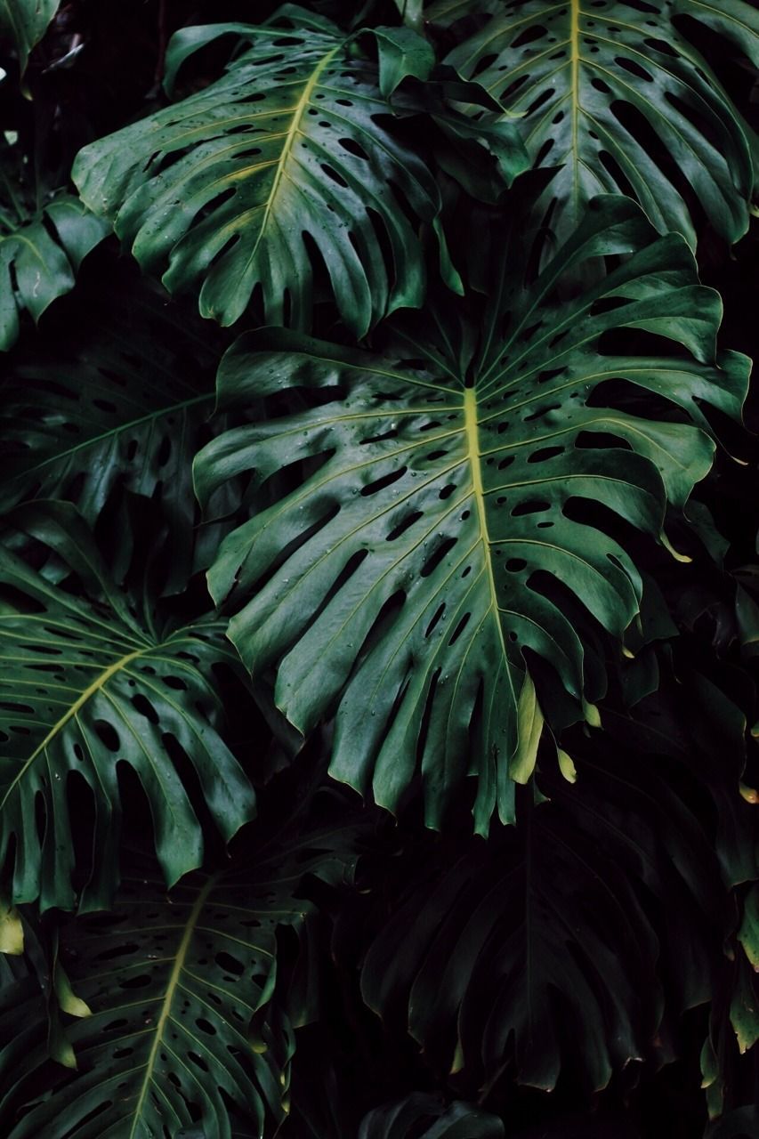 Plants Aesthetic Tumblr Wallpapers