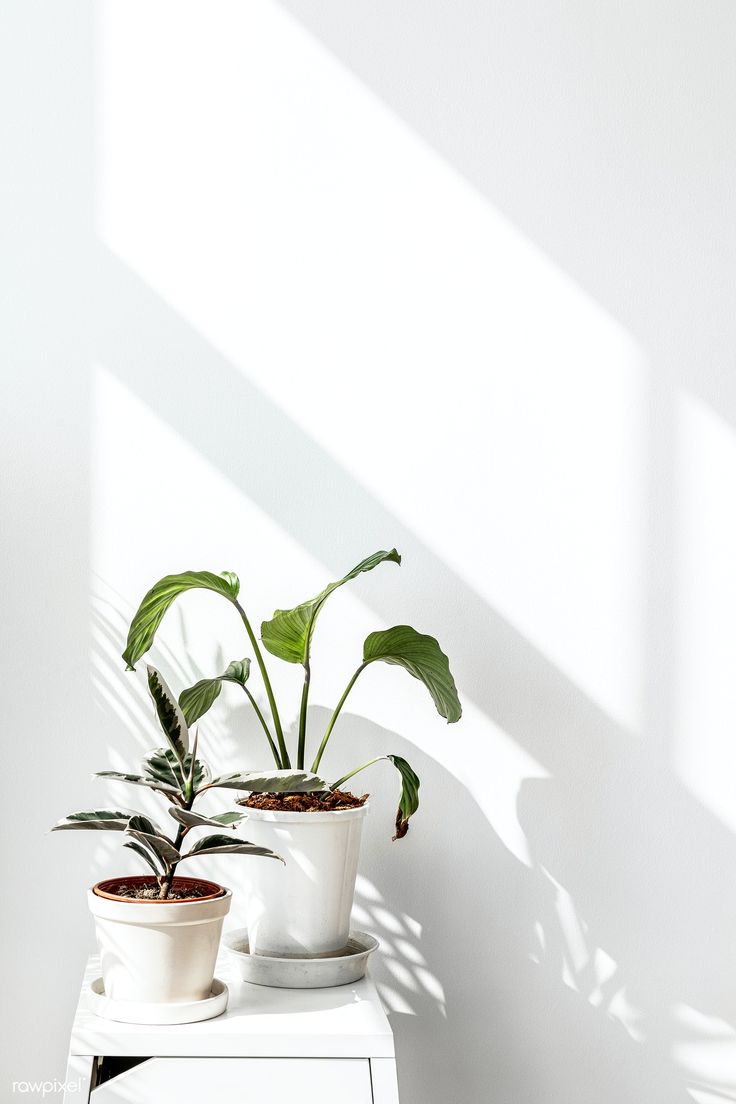 Plants Aesthetic Tumblr Wallpapers