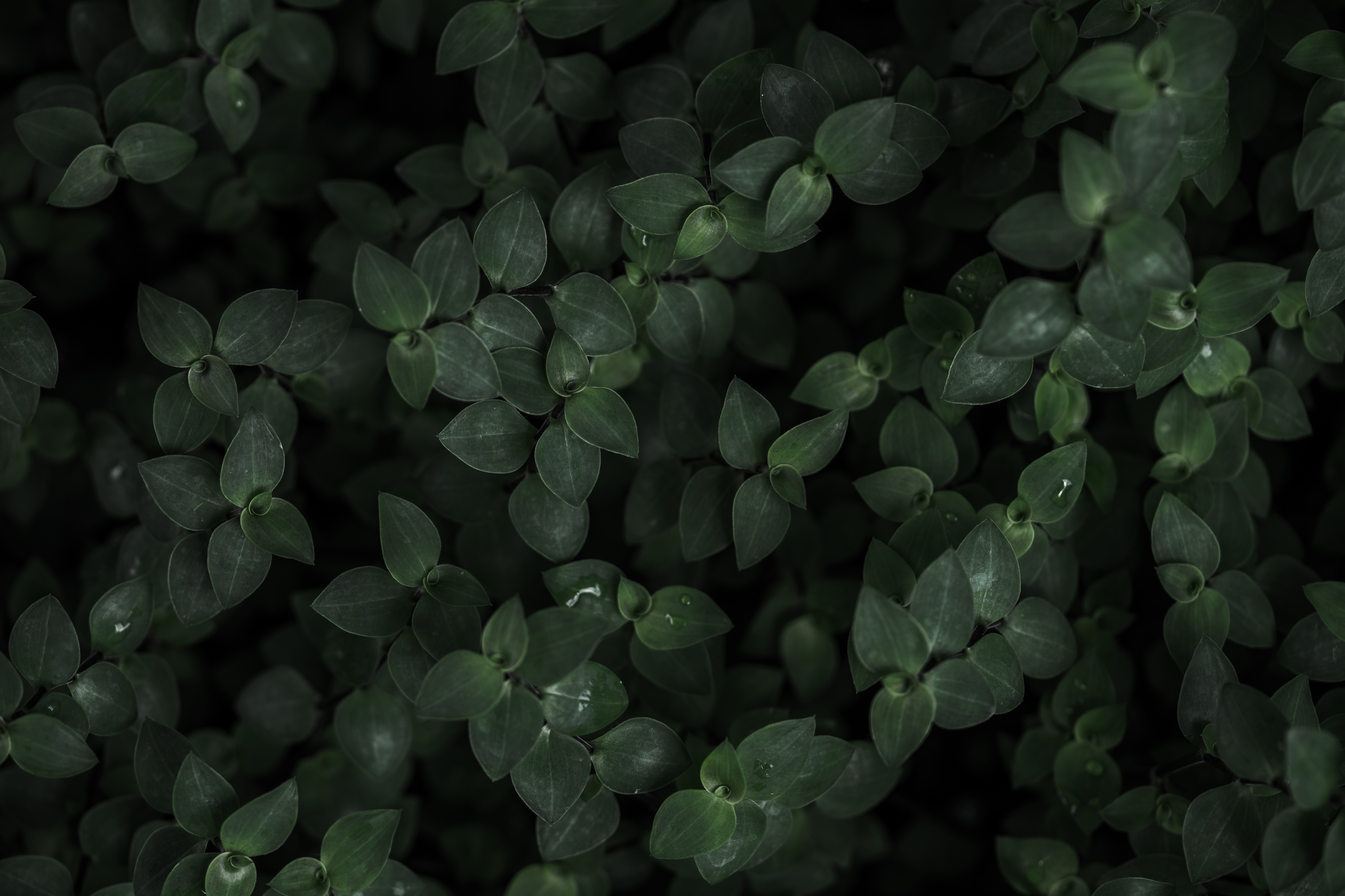 Plants Background