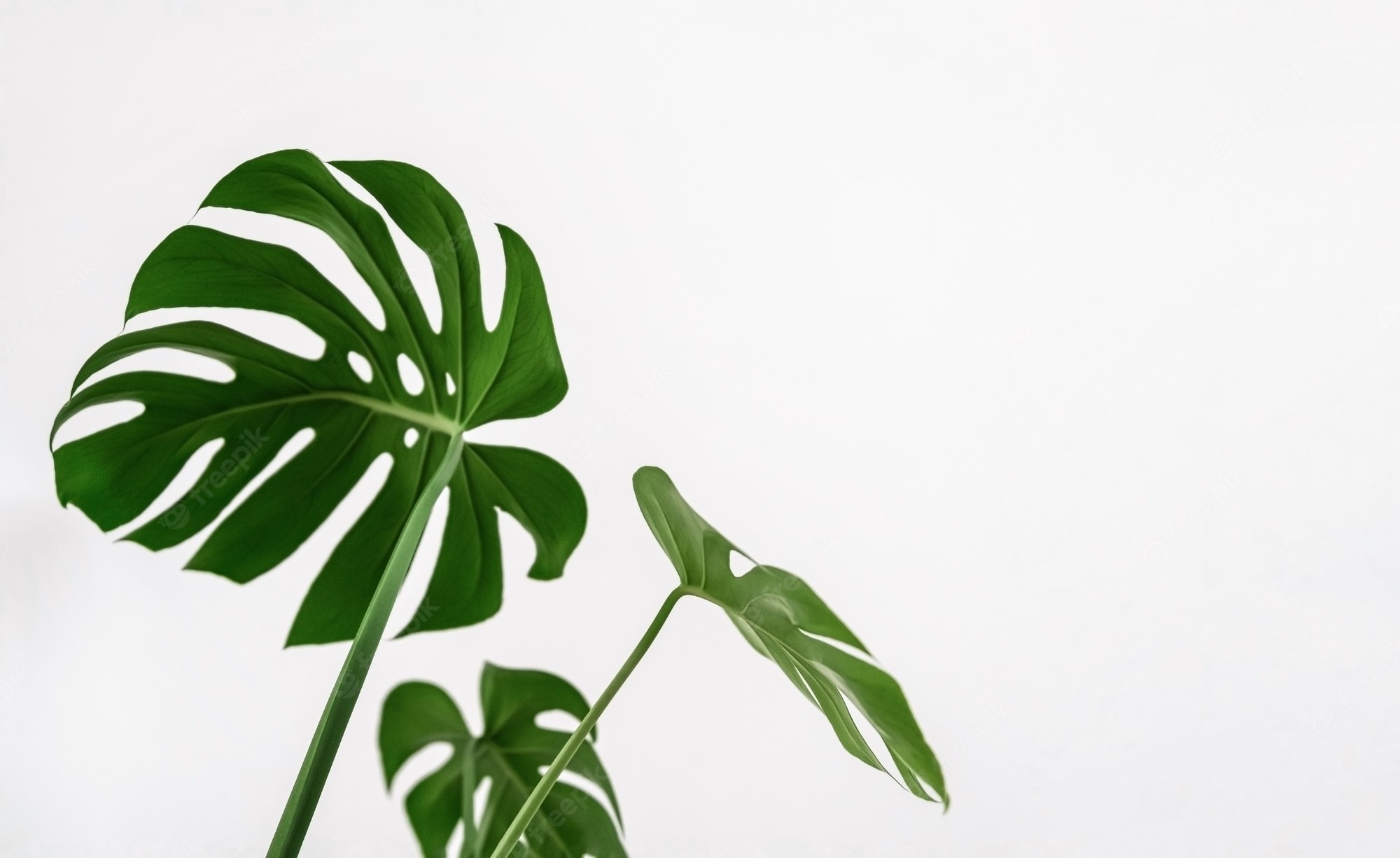 Plants White Background